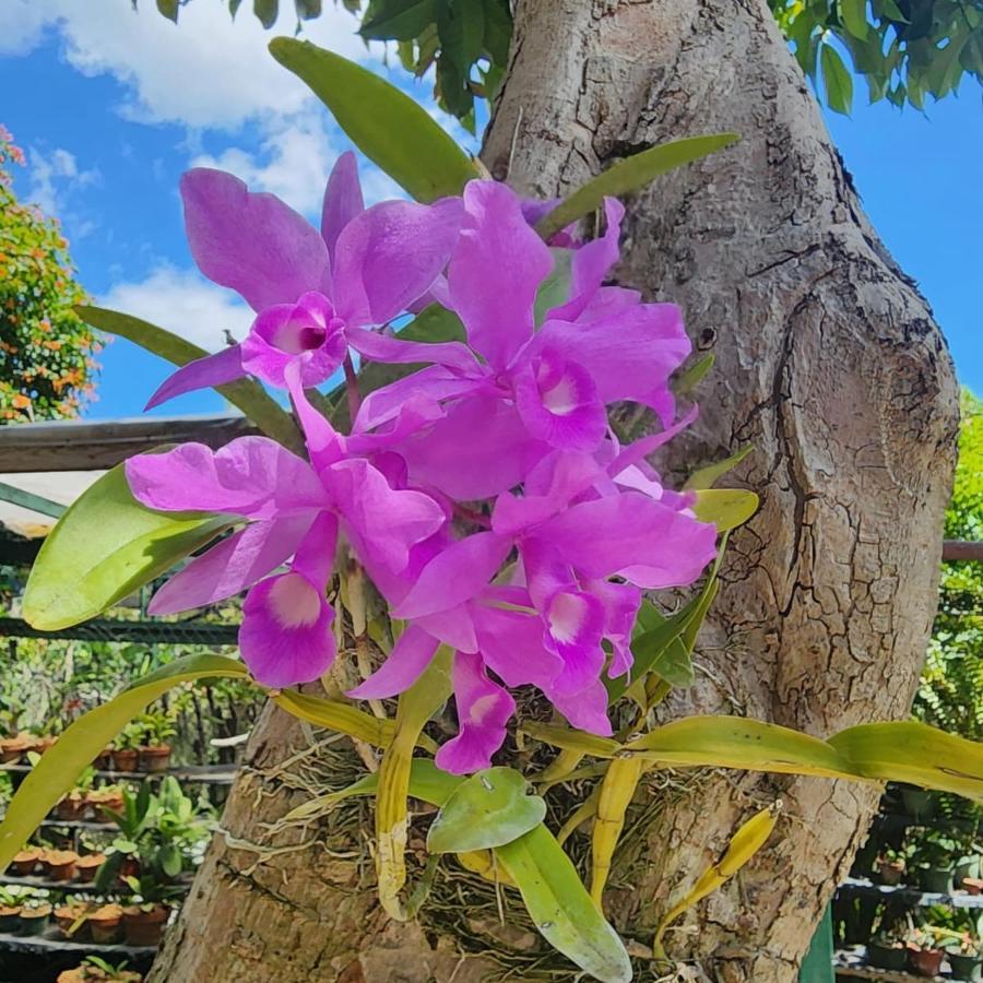 Orchid Cottage Кингстън Екстериор снимка