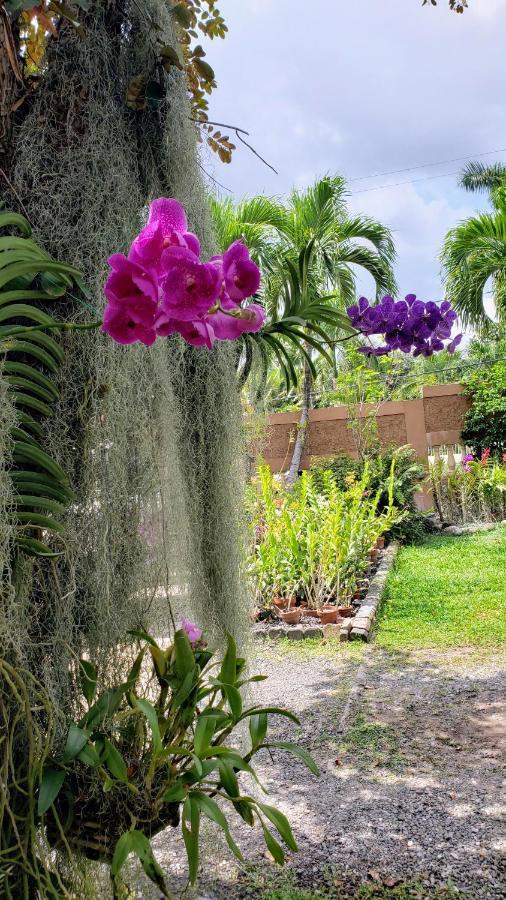 Orchid Cottage Кингстън Екстериор снимка