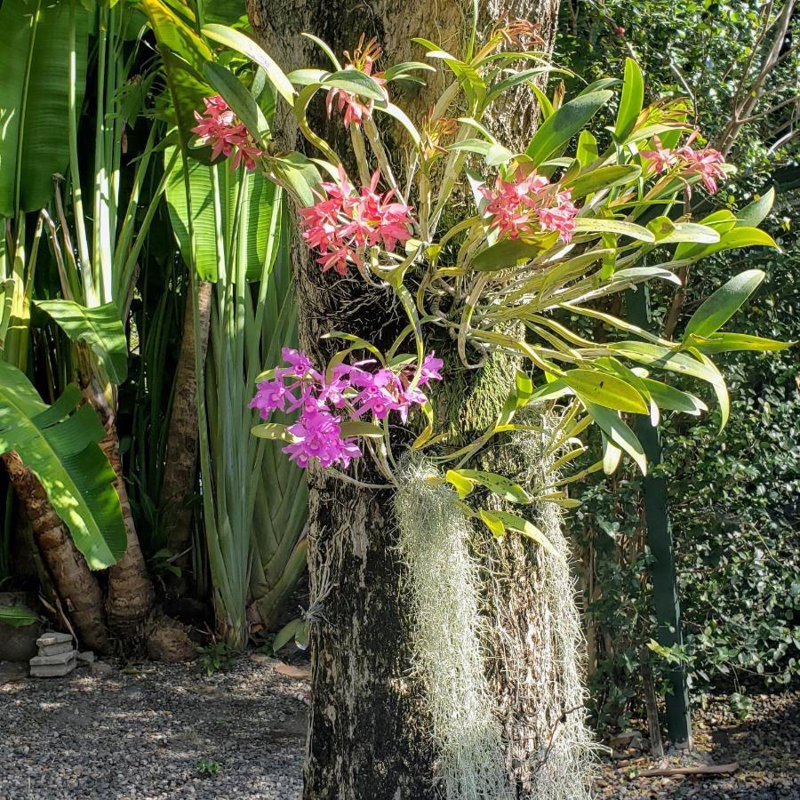 Orchid Cottage Кингстън Екстериор снимка