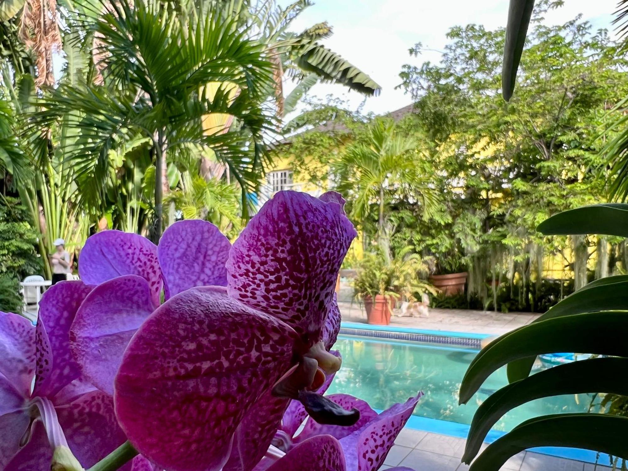 Orchid Cottage Кингстън Екстериор снимка