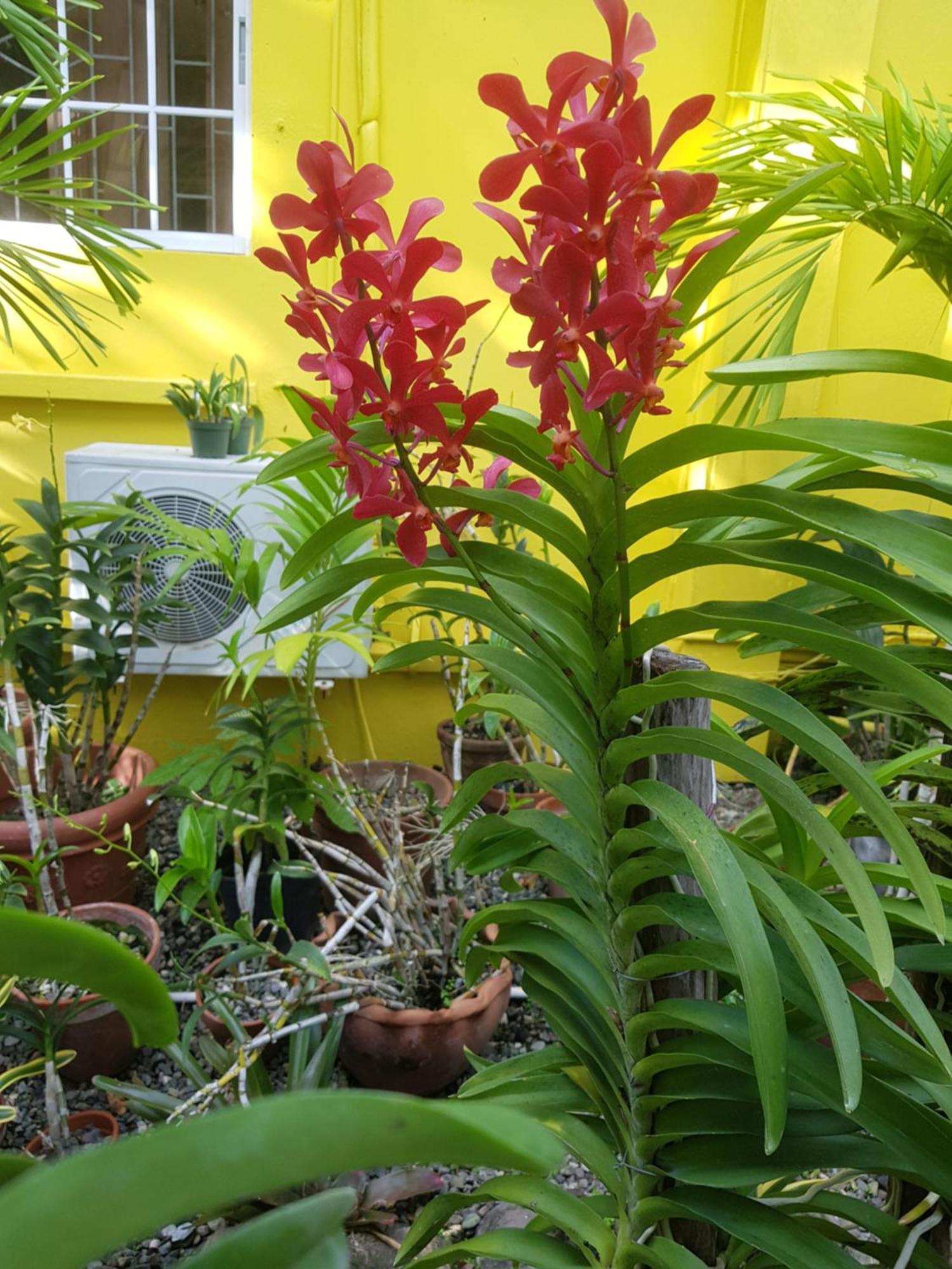 Orchid Cottage Кингстън Стая снимка
