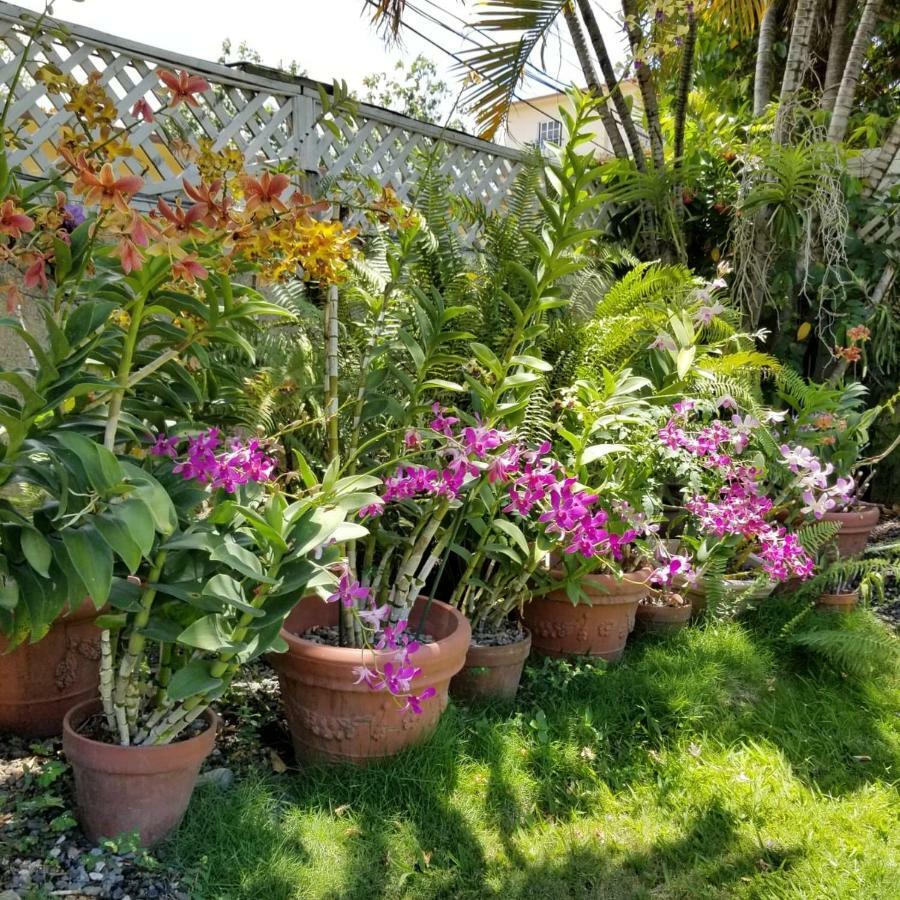 Orchid Cottage Кингстън Екстериор снимка